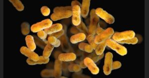 Daily Probiotics: What Really Happens Inside Your Body